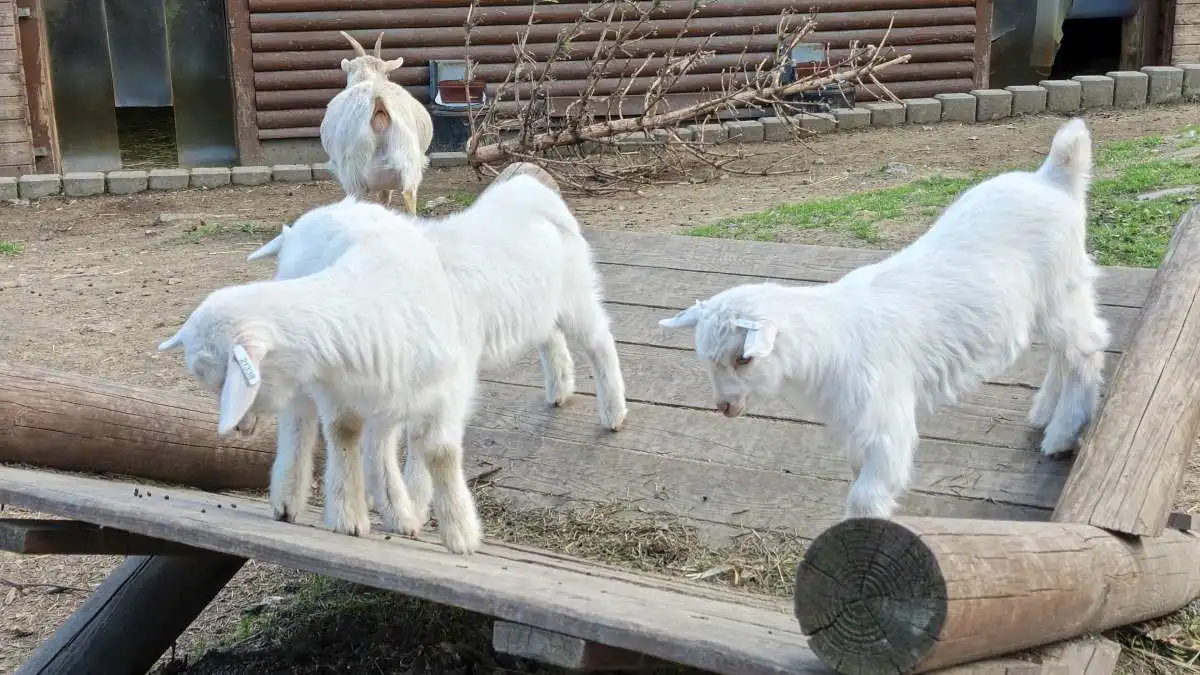 Aparat w Infinix NOTE Edge