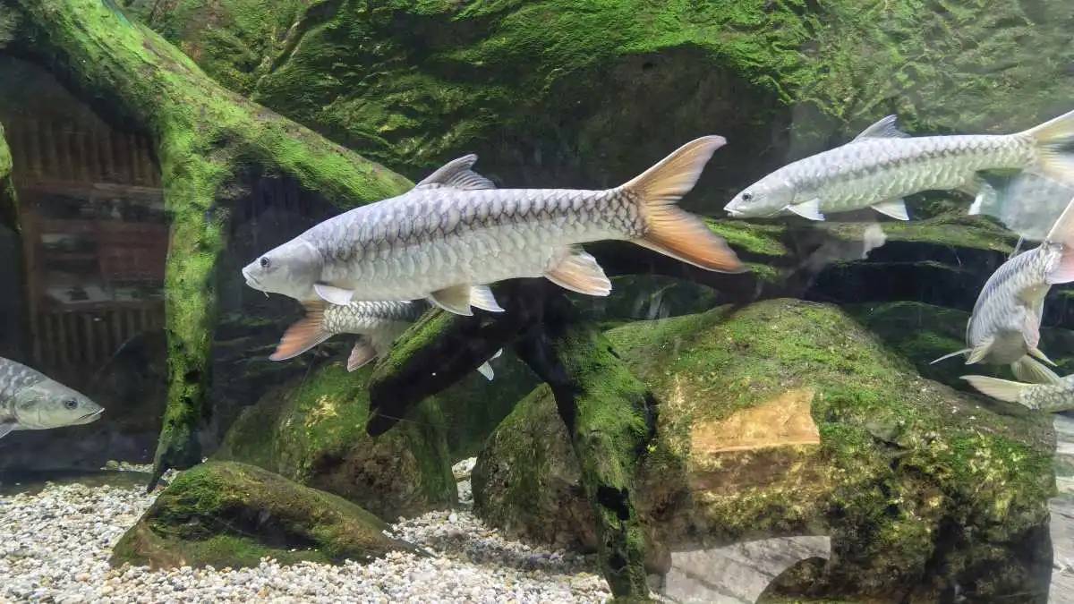 Aparat w Infinix NOTE Edge