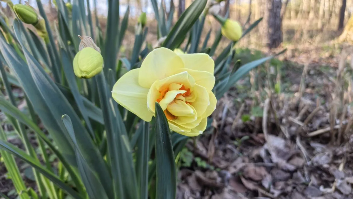 Aparat w Infinix NOTE Edge