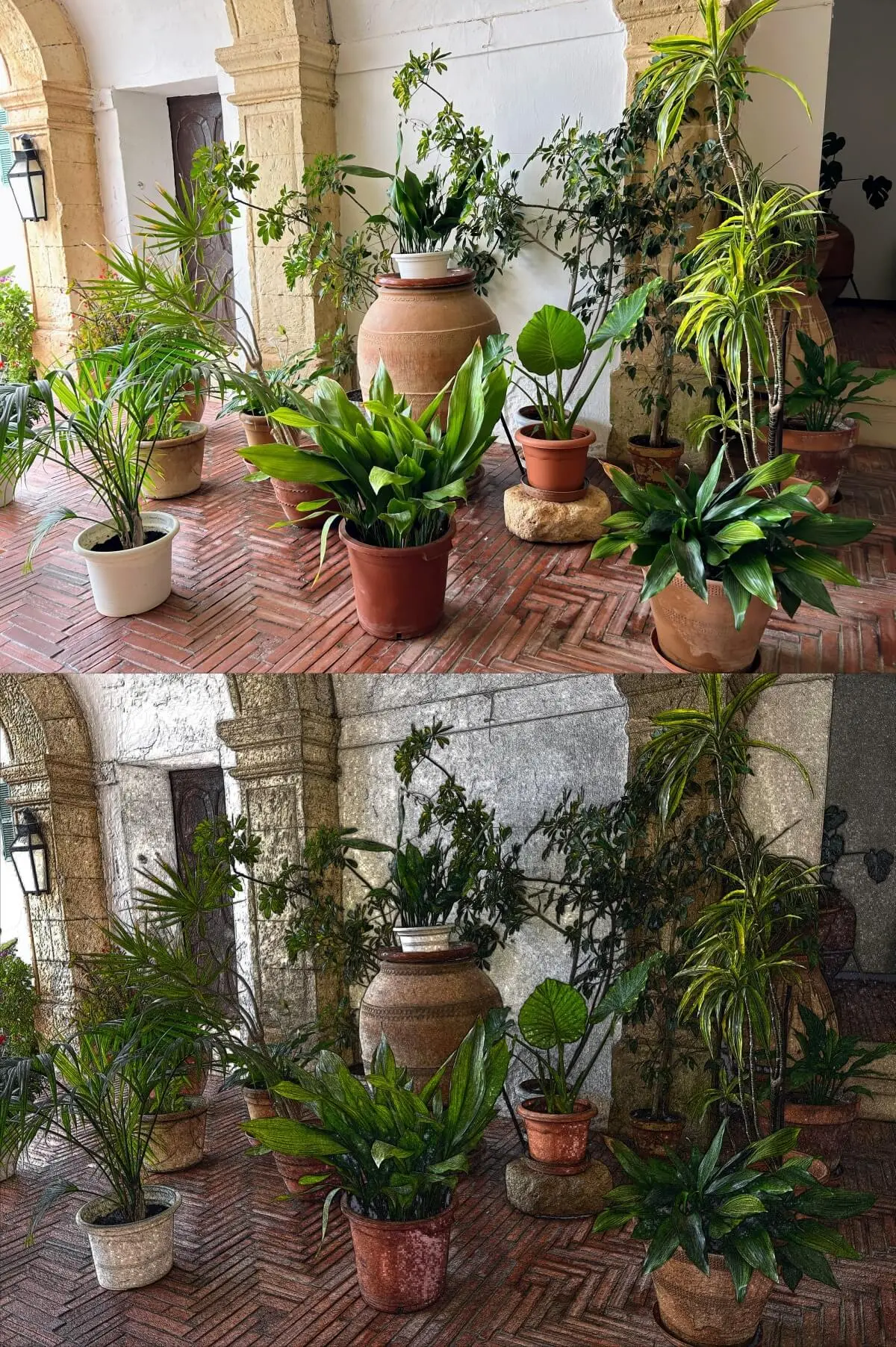 Kwiaty: efekt edycji via Affinity Photo 2