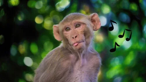 Pamiętasz Backstreet Boys? Rytmu Everybody nauczyły się małpy i papugi