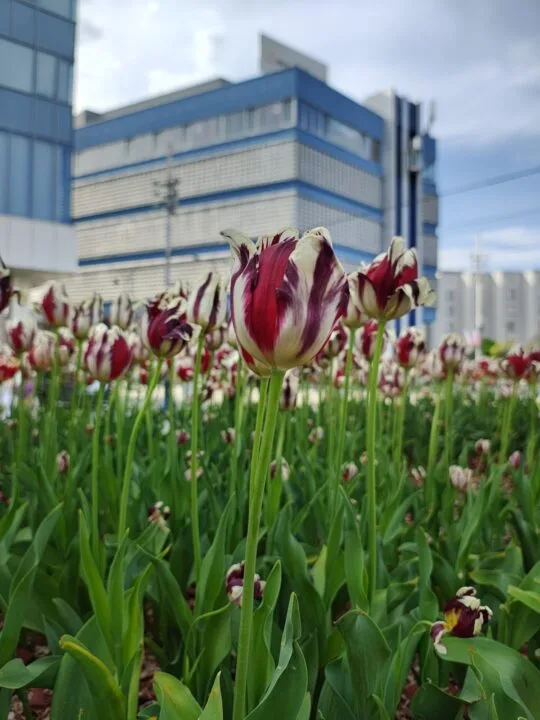 Aparat główny - zdjęcia dzienne