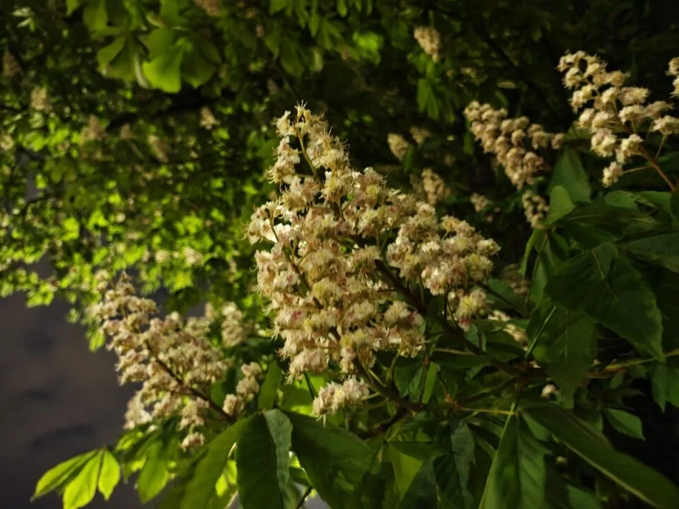 Aparat główny - tryb podstawowy