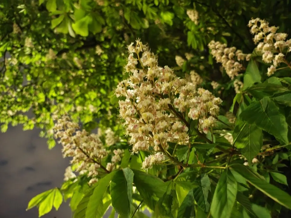 Aparat główny - tryb nocny