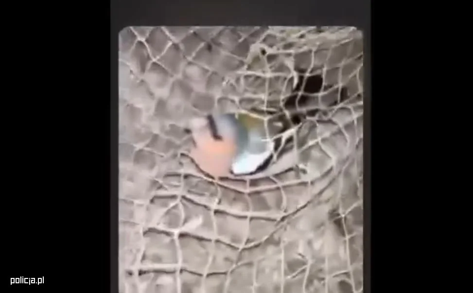 Nastolatkowie ugotowali żywcem ptaka