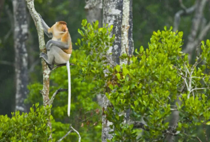 Xiaomi kojarzy się Wam z nosaczem? I słusznie, firma adoptowała właśnie Nosacze Sundajskie