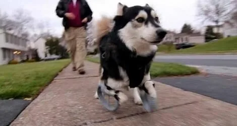 Oto Derby – psiak z protezami 3D!