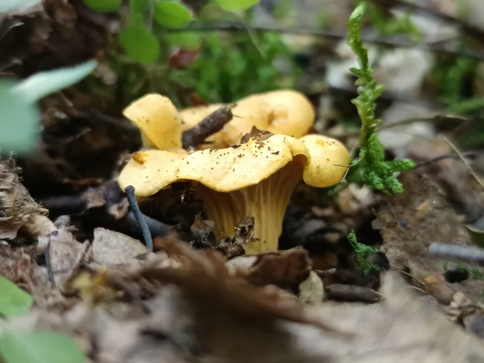 Zoom cyfrowy x2