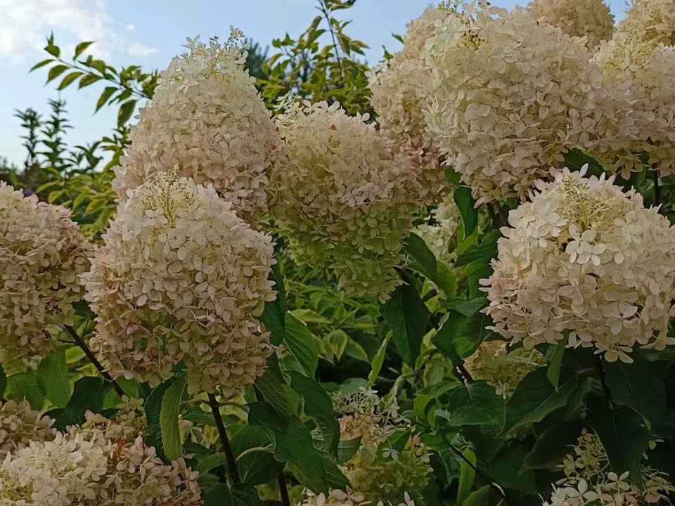 Zoom cyfrowy x2