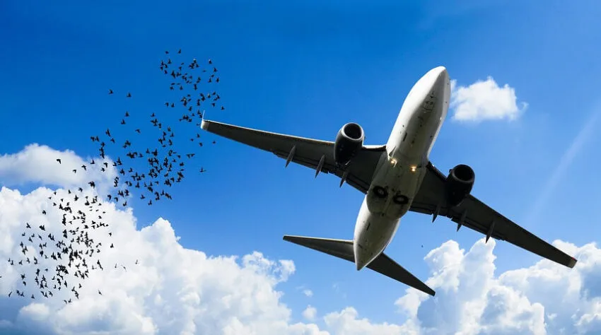 Autonomiczne drony przegonią ptaki z okolic lotnisk