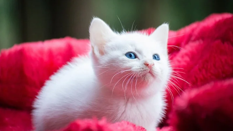 Lubicie koty i korzystacie z Windowsa 10? Microsoft ma dla was niespodziankę