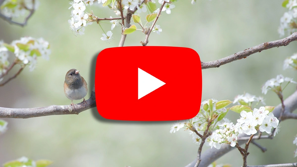 YouTube znów odświeża mobilną aplikację. Ma być szybciej i lepiej