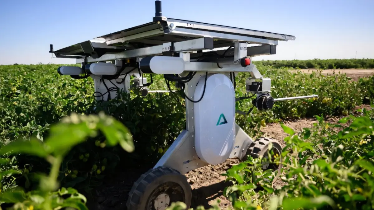 Robot zamiast opryskiwacza. Sztuczna inteligencja odchwaszcza pola bez chemii