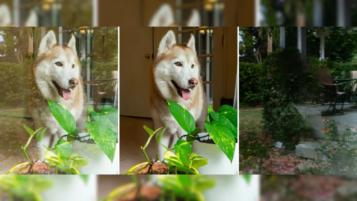 Refleksy na zdjęciach to już przeszłość? Adobe wprowadza nową funkcję wykorzystującą AI