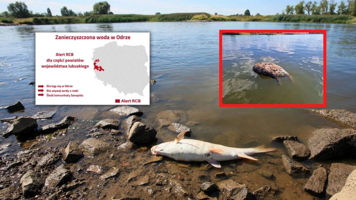 Skażenie Odry. Alert RCB wysłany z żenującym opóźnieniem