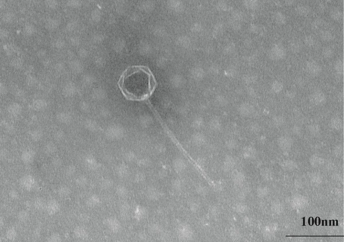 Wirus Rów Mariański