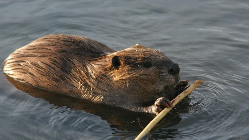 Bobry pozbawiły internetu niewielkie miasteczko