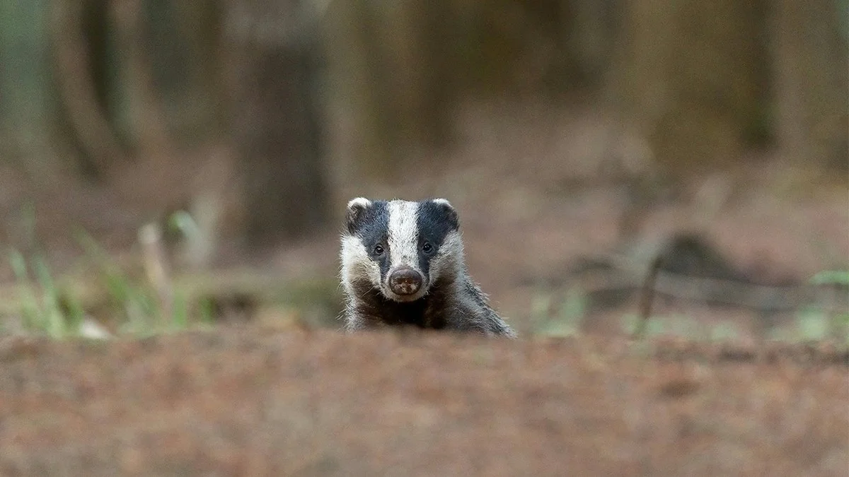 Borsuk popsuł światłowód. Polska nie przestaje zadziwiać