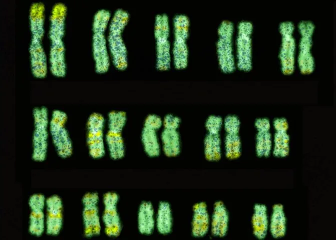 Chromosomy wyglądają inaczej niż myślisz. Udało się zobrazować je w 3D