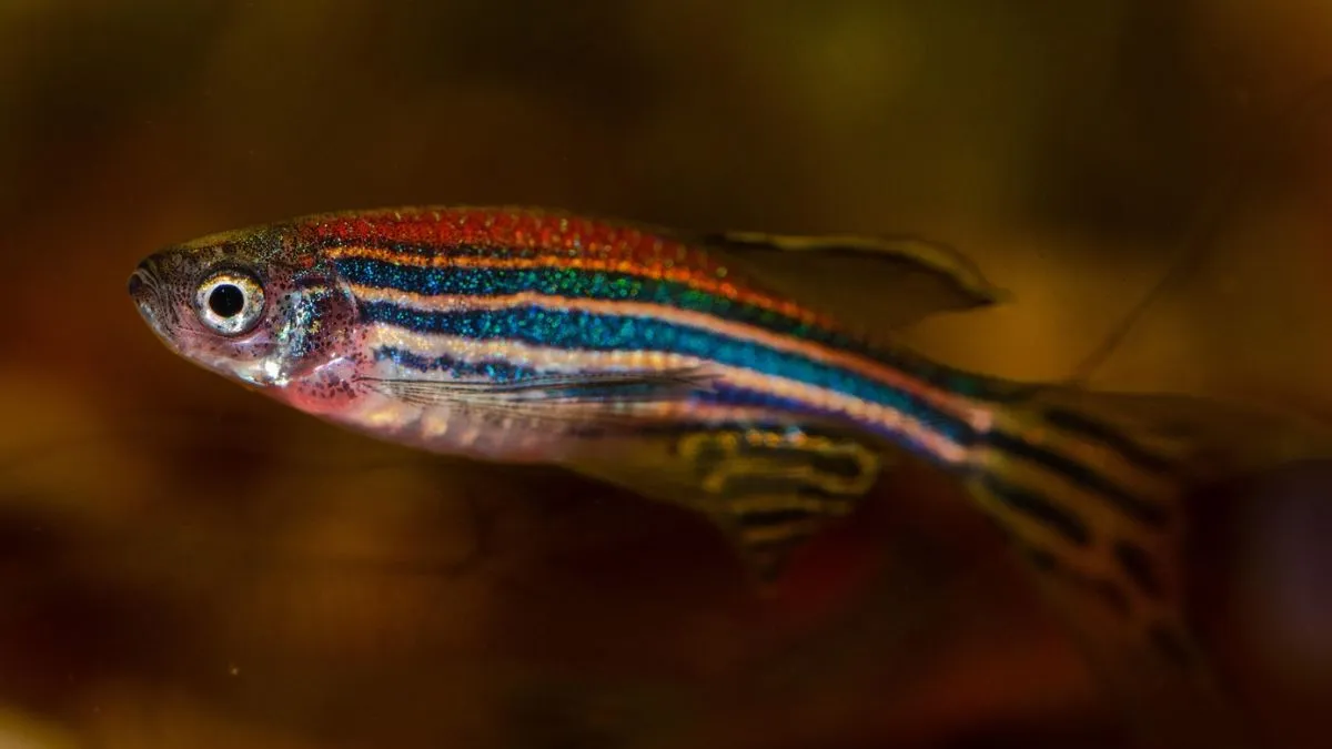 Czego roboty mogą nauczyć się od ryb?