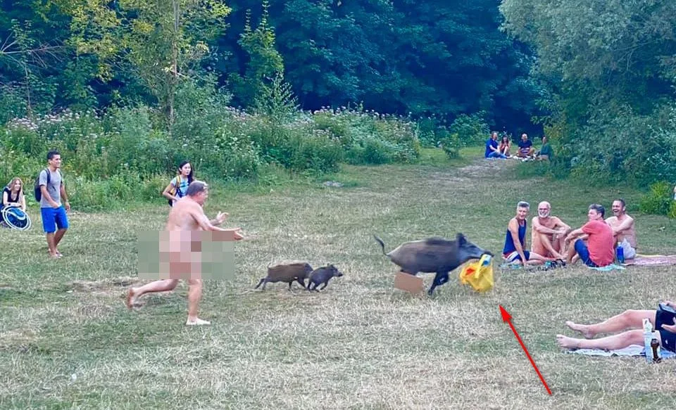 Natrętny dzik kradnie laptopa nagiego mężczyzny, nowy hit Internetu