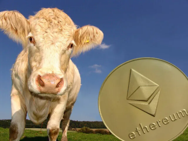 Brytyjski rolnik kopie Ethereum na energii z krowich odchodów