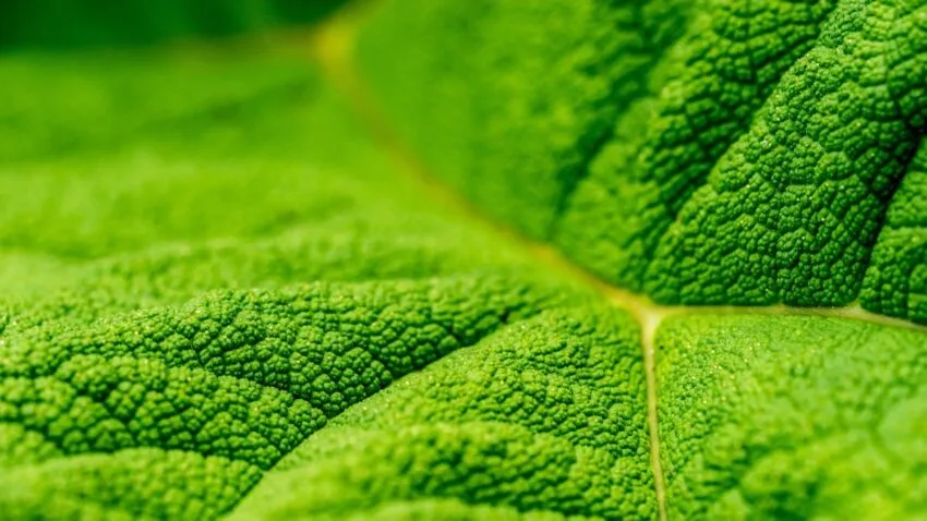 Sztuczna fotosynteza może być kluczem do kolonizacji innych planet