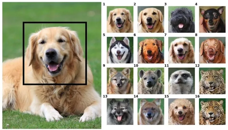 Jak wyglądałby Wasz pies, gdyby był lwem? Sprawdźcie sami! Sztuczna inteligencja Nvidii w akcji