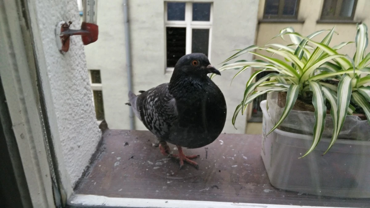 Gołębie mogą przenosić dane szybciej niż światłowód