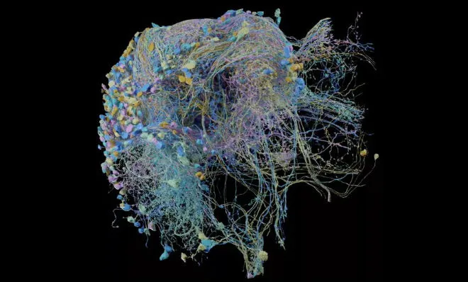 Oto największa mapa mózgu – opublikowało ją Google