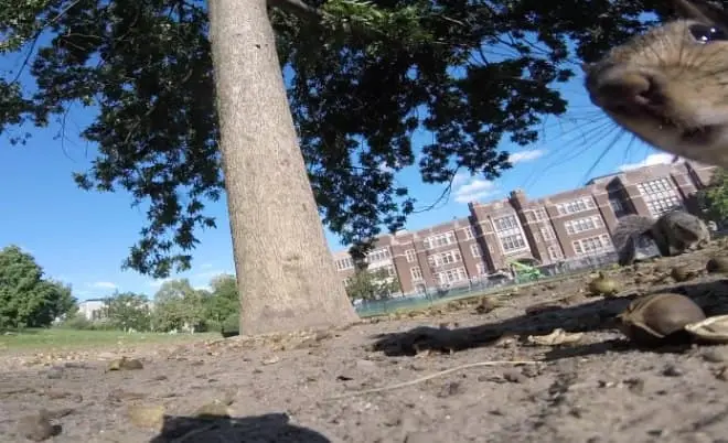 Wiewiórka ukradła GoPro. Nagrała unikalny materiał (wideo)