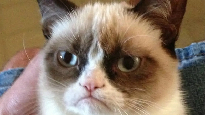 Internetowa legenda memów – Grumpy Cat nie żyje