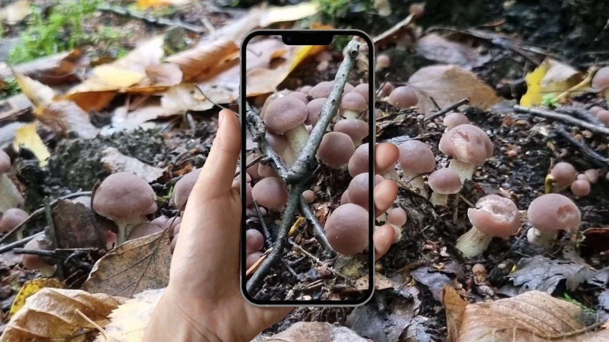 Nie identyfikuj grzybów z użyciem AI. Eksperci ostrzegają
