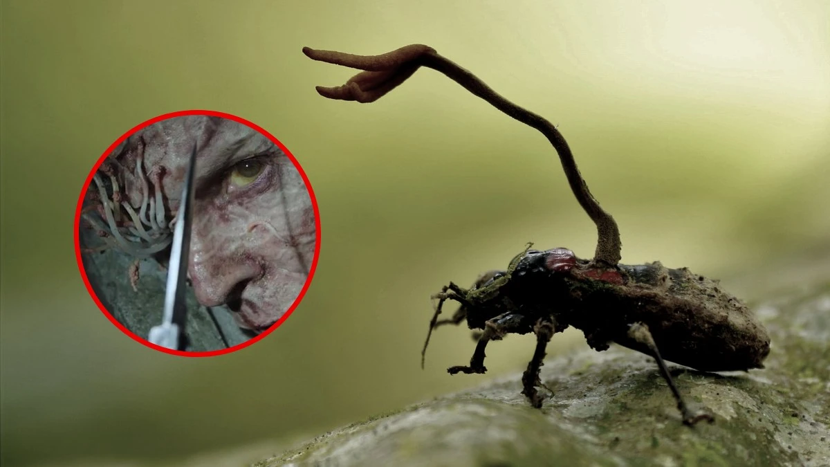 Grzyby z The Last of Us coraz groźniejsze dla ludzi