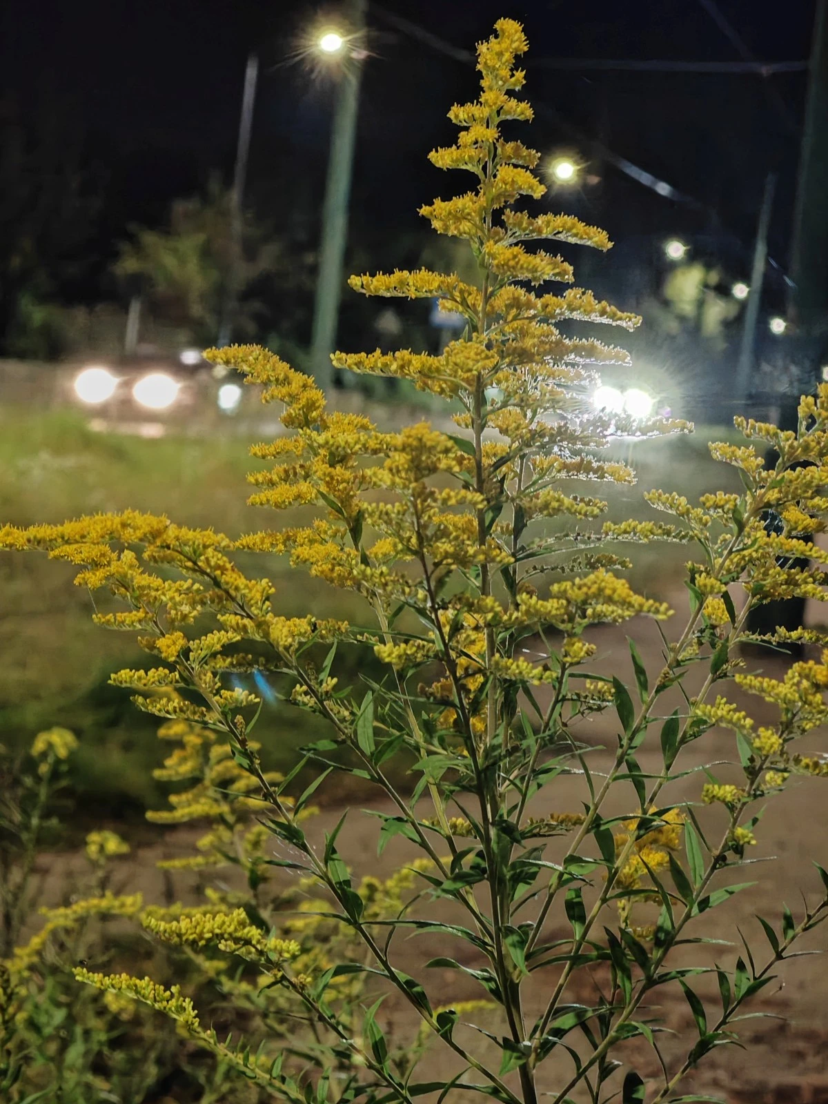 Honor Magic5 Pro
