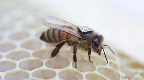 Intel wykorzystuje swoje rozwiązania by… ratować pszczoły