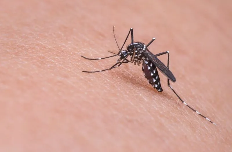 Grafen można wykorzystywać nawet do odstraszania komarów