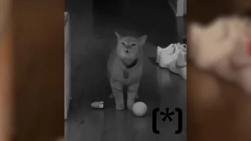 Kot Cala z memów i piosenki I Go Meow nie żyje