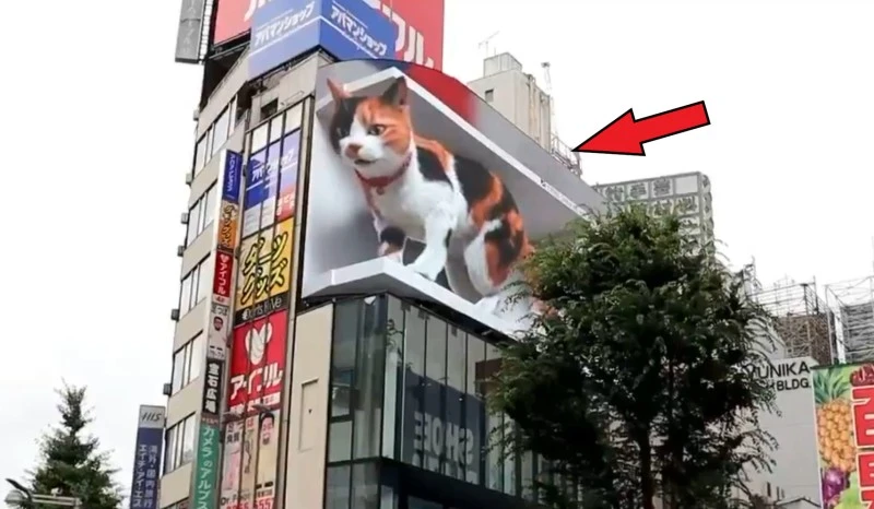 Billboard 3D w Tokio straszy i zdumiewa przechodniów gigantycznym kotem (wideo)