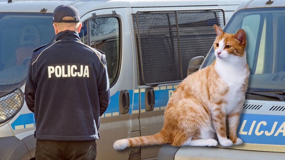 Kot pomógł policji w Legionowie zdemaskować internetowego oszusta