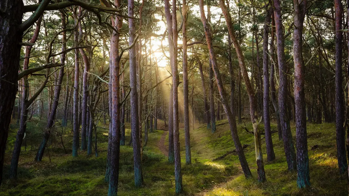Zanocuj w lesie. Ta aplikacja wskaże Ci darmowe miejsca campingowe