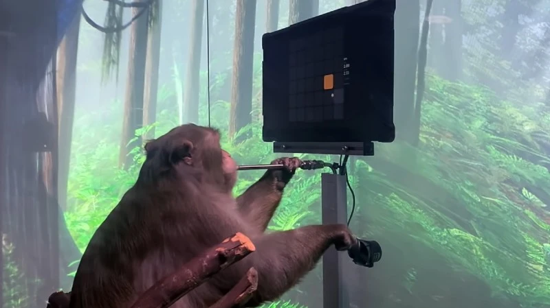 Małpy z chipem Elona Muska miały umierać w męczarniach. Neuralink się broni