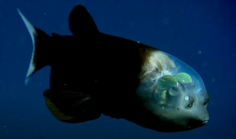 Niezwykła ryba z przezroczystą głową. Wideo robi furorę w sieci