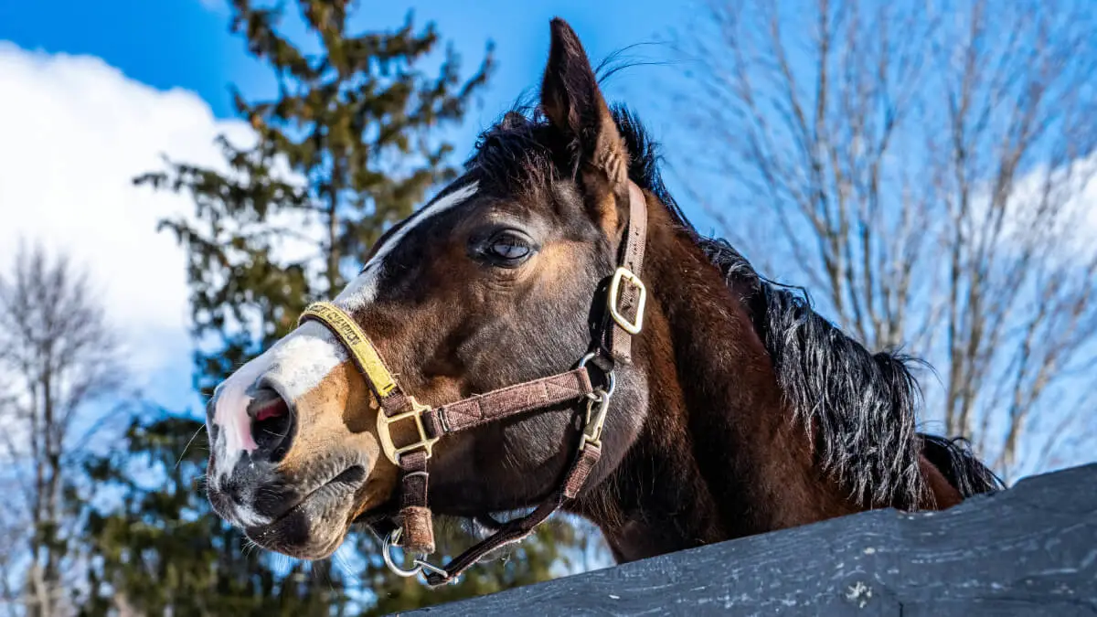 Turystów nad Morskie Oko powinien wozić mechaniczny koń