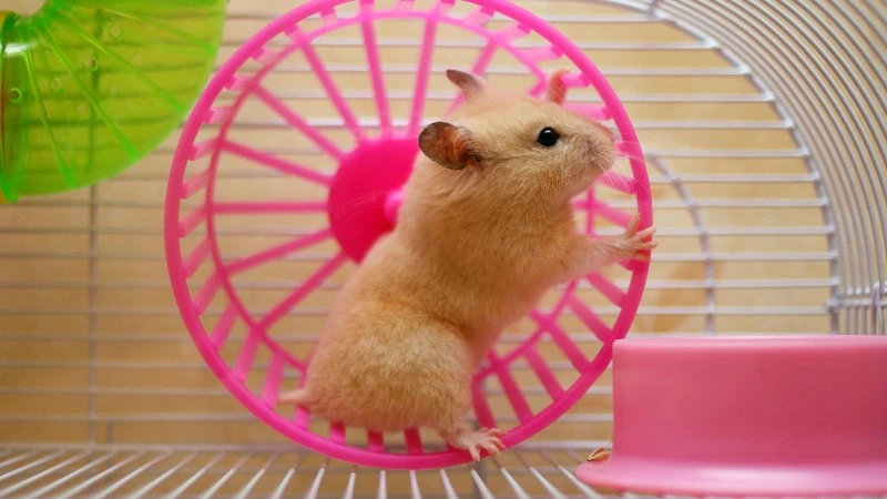 Ten chomik zarobił na kryptowalutach 20 proc. w 3 miesiące