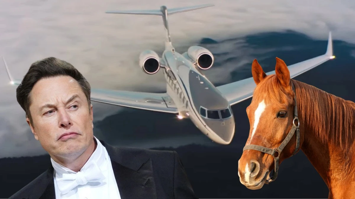 Elon Musk oferował stewardessie konia za seks? Padły poważne oskarżenia