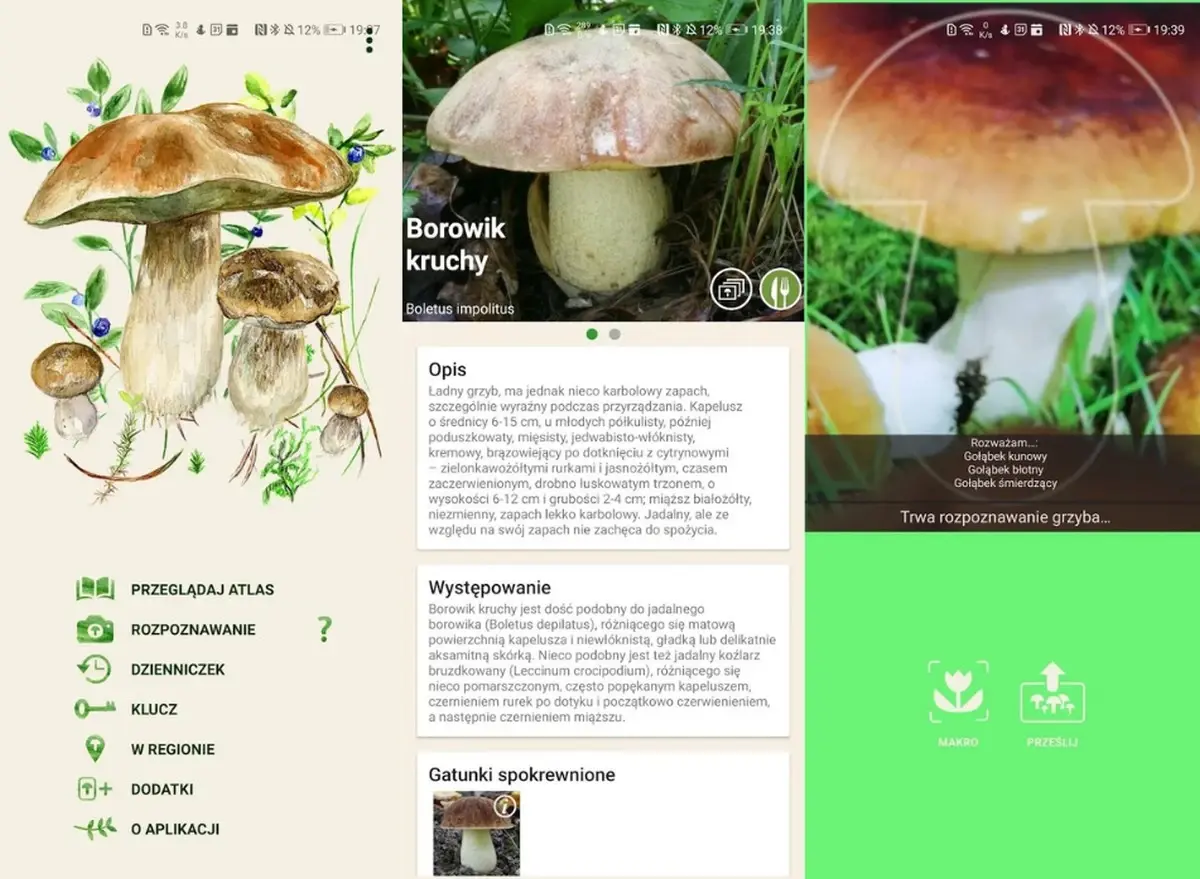 Aplikacja Na Grzyby