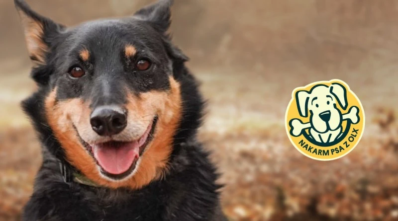 OLX pomaga psom ze schronisk. Też możesz, wystarczy kliknąć