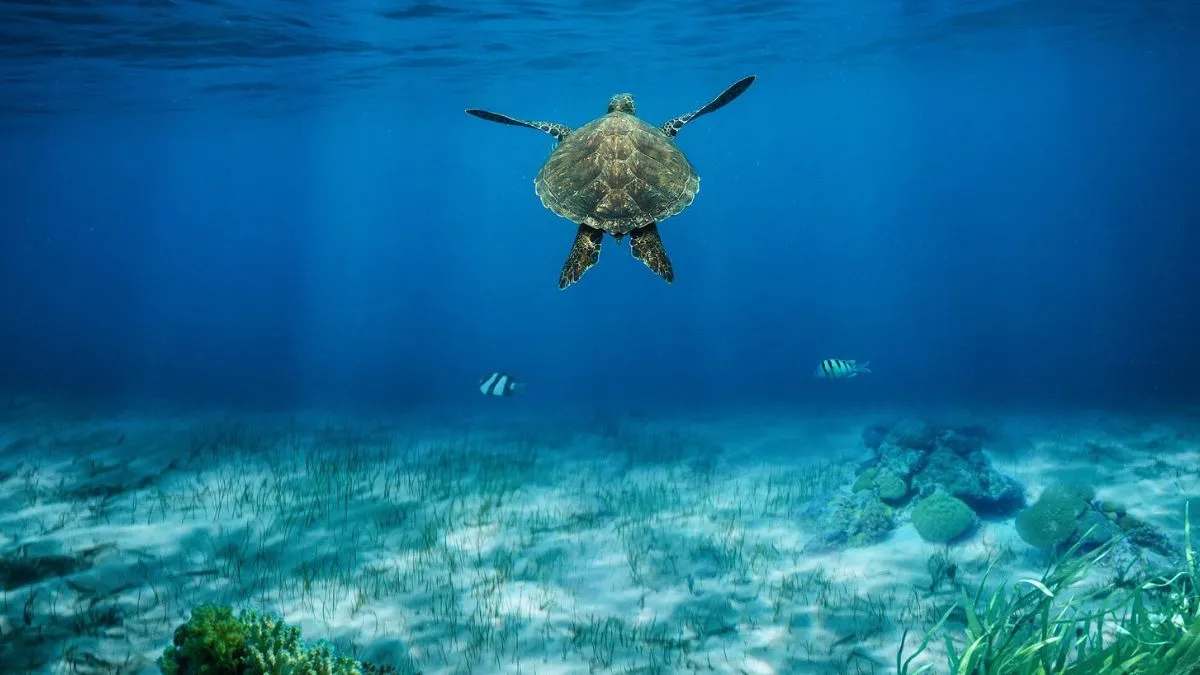 Algorytm, który usuwa wodę ze zdjęć i odsłania prawdziwe kolory podwodnego świata