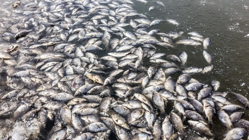 Katastrofa na Odrze. Zdjęcia satelitarne pokazują zakwit glonów